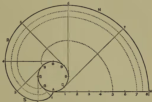 A geometric diagram illustrating the construction of an involute from a circle. A circle is shown with its center at point A. A horizontal line segment AM is drawn from A to the right, representing the length of the circumference of the circle. This segment AM is divided into eight equal parts, labeled 1 through 8. From each of these points, a vertical line segment is drawn upwards, representing radii of the circle. The points where these radii meet the circle are labeled B, B, B, B, B, B, B, B from left to right. Tangent lines are drawn from each of these points B to the horizontal line AM. The points where these tangents meet AM are labeled 1, 2, 3, 4, 5, 6, 7, 8. The curve formed by the points 1, 2, 3, 4, 5, 6, 7, 8 is the involute of the circle. The circle itself is labeled with points N, R, S, and M. Dotted lines represent other involutes of the circle, showing they are all parallel to the first one.
