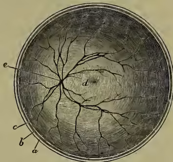 Fig. 4.—Posterior half of left Eye from the front. A circular diagram showing the posterior half of the left eye from the front. The optic disc (papilla) is visible as a bright spot. The macula lutea (fovea centralis) is a yellow spot. Labels: a, cut edge of sclerotic; b, of choroid; c, of retina; d, macula lutea; e, optic disc or papilla.