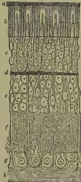 Fig. 5.—Diagrammatic Section of Human Retina. A vertical cross-section of the human retina. The layers are labeled from top to bottom: a, pigmentary layer; b, layer of rods and cones; c, outer granular layer; d, outer molecular layer; e, inner granular layer; f, inner molecular layer; g, layer of nerve-cells; h, layer of nerve-fibres.