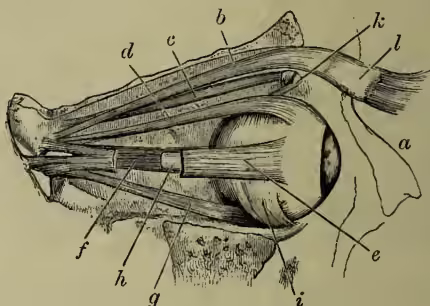 Anatomical diagram of the muscles of the right eyeball. The diagram shows a cross-section of the eye with various muscles labeled with letters. The external rectus muscles (c, d, e, g) are shown as long, straight bands. The internal rectus muscle (f) is shown as a shorter, more complex band. The superior oblique muscle (b) and inferior oblique muscle (h) are also depicted. The optic nerve (i) is shown passing through the orbit. The tarsal cartilage (l) is shown at the outer edge of the orbit. The nasal bone (a) is shown at the top left. The pulley (k) is shown at the junction of the external rectus muscles. The levator palpebræ superioris (b) is shown at the top of the orbit.