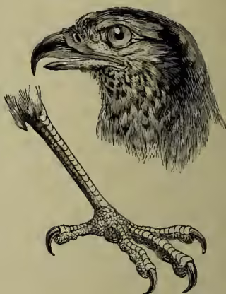 A detailed black and white illustration of the head and foot of a Brazilian Eagle. The head is shown in profile, facing left, with a sharp, hooked beak and a large, prominent eye. The foot is shown below the head, featuring a long, powerful leg with a large, curved talon and two smaller, curved claws on the toes. The feathers are depicted with fine lines and shading to show texture and form.