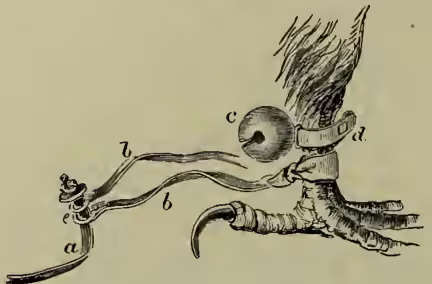 Diagram of a hawk's leg and foot showing the method of attaching jesses and a bell. Labels a, b, c, d, and e point to specific parts of the harness.
