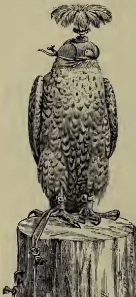 Illustration of a Hooded Peregrine perched on a wooden block, wearing a leather hood that covers its head and neck.