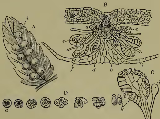 Fig. 5: Diagrams showing the underside of a leaflet of Aspidium filix-mas. A shows sori (i). B shows a transverse section of a sorus with sporangia (a-f) and an indusium (i). C shows a sporangium with annular lip-cells (lc) and paraphysis (p). D shows the development of spores from a mother-cell (a).