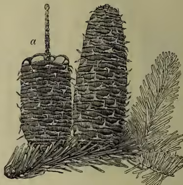 Fig. 5. Branchlet with cones of Abies Nordmanniana. The illustration shows a branchlet with several cones. One cone is shown with its scales removed, revealing the axis, and is labeled 'a'.