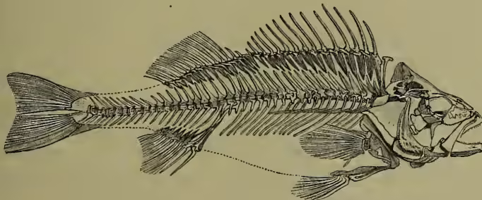A detailed scientific illustration of the skeleton of a fish, specifically a Perch. The skeleton is shown in profile, facing right. It clearly displays the vertebral column, the pectoral, pelvic, and anal fins, and the dorsal fin. The skull is also visible, showing the jaw and eye socket.
