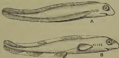 Two scientific illustrations of fish embryos, labeled A and B. Illustration A shows an early, undifferentiated embryo with a continuous median and lateral fin. Illustration B shows a later stage where the fins are more distinct, showing two dorsals, a caudal fin, and a pelvic fin.