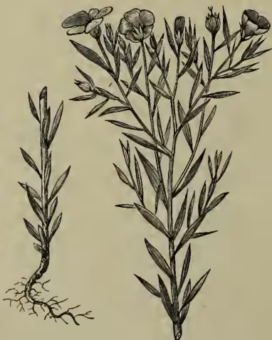 A detailed botanical illustration of Common Flax (Linum usitatissimum). The drawing shows two plants: one on the left with a more upright, slender stem and several small, five-petaled flowers at the top; the other on the right is taller and more robust, with a wider base and several larger, more prominent flowers. The roots are shown at the base of the left plant, and the leaves are narrow and lanceolate.