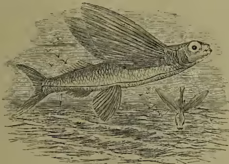 Illustration of a Flying-fish (Exocetus volans) swimming in the water. The fish is shown in profile, facing right, with its long, thin body and large, deeply forked pectoral fins extended horizontally. Its dorsal fin is also prominent. The illustration is a detailed black and white line drawing.