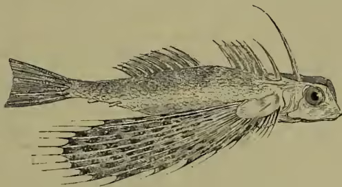 Illustration of a Flying Gurnard (Dactylopterus volitans). The fish is shown in profile, facing right. It has a deep, somewhat triangular body with a large, deeply forked pectoral fin that is spread out. Its dorsal fin is also large and prominent. The illustration is a detailed black and white line drawing.