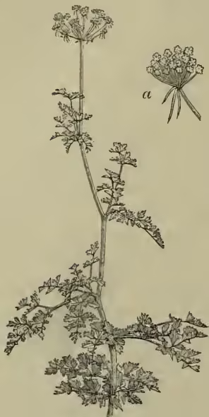 Illustration of Fool's Parsley (Ethusa Cynapium) showing the plant with its characteristic umbels and leaves. A small detail 'a' shows a single umbel.