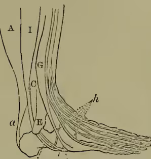 Anatomical diagram of the outer side of the foot and leg, showing muscles and tendons. Labels include A (anterior tibial), B (posterior tibial), C (short fibular), D (inner ankle), E (lower end of fibula), F (anterior tibial), G (third fibular), H (extensor tendons), I (long fibular), and a (Tendo Achilles).
