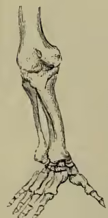 Figure 8: A detailed anatomical drawing of a gorilla's foot, showing the tarsal and metatarsal bones. The foot is shown from a dorsal-lateral perspective, highlighting the structure of the toes and the plantar arch.