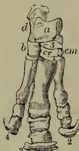 Figure 11: A detailed anatomical drawing of a rhinoceros's foot, showing the tarsal and metatarsal bones. The foot is shown from a dorsal-lateral perspective, highlighting the structure of the toes and the plantar arch.