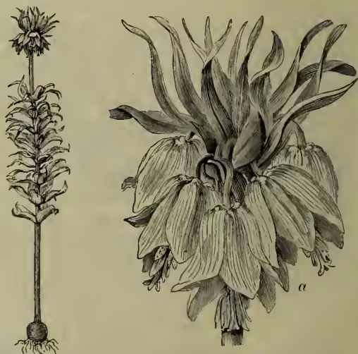 Botanical illustration of Crown Imperial (Fritillaria imperialis). The main drawing shows a large, multi-flowered umbel with many drooping, bell-shaped flowers. To the left is a smaller, more detailed drawing of a single flower, labeled 'a', showing the intricate structure of the petals and the central spur.