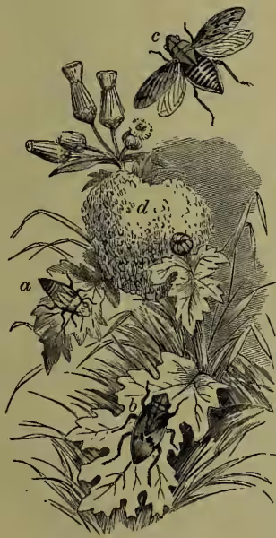Illustration of a frog-hopper (Aphrophora spumaria) on a plant. The illustration shows a larva (a) at the bottom, a perfect insect with wings (b) in flight, another perfect insect (c) on a plant, and a large mass of froth (d) on a plant.
