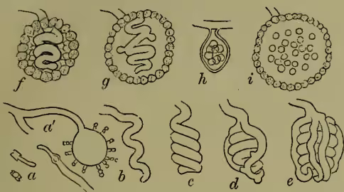 Figure 3: Eurotium Aspergillus-glaucus. The figure consists of nine line drawings labeled a through i. a shows a spore germinating in three phases. a' shows the head of reproductive hyphae-bearing spores. b and c show the appearance of conjugating filaments. d and e show the growth of the enveloping coat, complete in f. g shows the first appearance of asci (two buds). h shows a ripe ascus. i shows spores lying loose and ready to be set free.