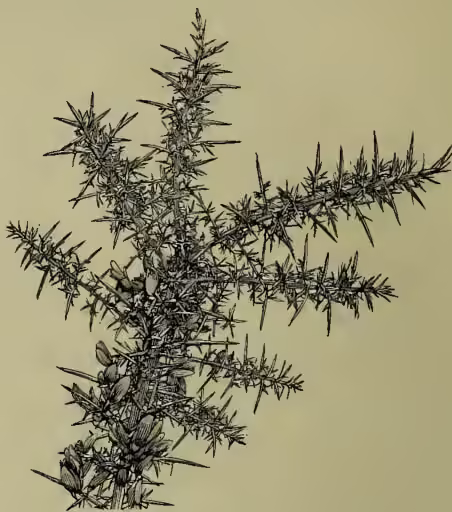 A detailed botanical illustration of a Common Furze (Ulex europæus) branch. The branch is densely covered with small, sharp, thorny leaves and several clusters of small, five-petaled flowers. The thorns are prominent and pointed, giving the plant a rugged appearance.