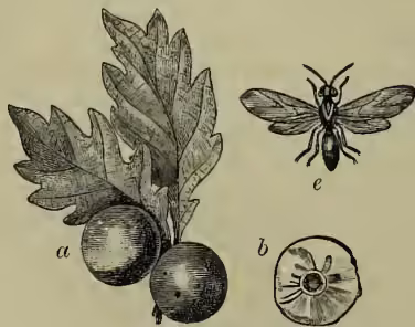 Illustration of oak galls and a gall-insect. (a) shows two galls on oak leaves. (b) shows a cross-section of a gall. (c) shows a gall-insect (Cynips quercus-folii).