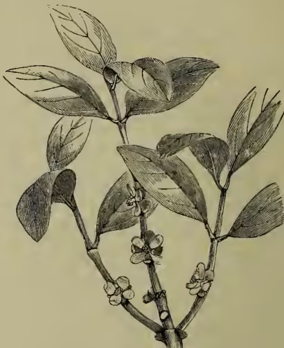 A detailed botanical illustration of a branch of the Gamboge tree (Garcinia Morella). The branch features several large, oval-shaped leaves with prominent veins. Small, five-petaled flowers are clustered along the stem, and a few small, round fruits are also visible.