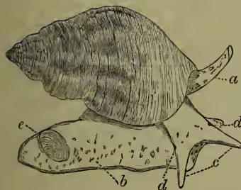 A detailed scientific illustration of a whelk (Conus). It shows the snail's head with its siphon extended, and its body emerging from a large, conical shell. Labels 'a' through 'e' point to various anatomical features: 'a' points to the head, 'b' to the foot, 'c' to the eyes, 'd' to the tentacles, and 'e' to the shell-lid or operculum.