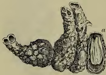 A detailed scientific illustration of the bivalve Gastrochæna Modiolina. The drawing shows a side view of the shell, which is elongated and somewhat conical. A smaller, more detailed view shows a cross-section of the shell, revealing a large, irregularly shaped hole (the bore) that extends deep into the shell's body. The label 'a' is placed near the bore in the cross-section.