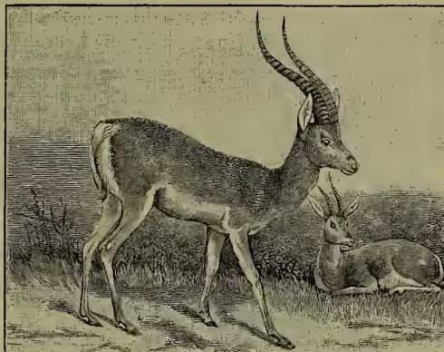 A detailed black and white illustration of two gazelles in a naturalistic setting. In the foreground, a male gazelle stands facing right, its long, curved horns prominently displayed. Behind it and slightly to the right, a female gazelle is lying down on the ground, facing left. The background shows a sparse, arid landscape with some low-lying vegetation and a clear sky.