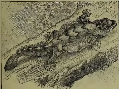 A detailed black and white illustration of a Fringed Gecko (Ptychozoon homalocephalum) resting on a textured surface, possibly a rock or bark. The gecko has a long, segmented tail and a fringed lateral membrane extending from its back. Its skin is covered in small, rounded tubercles. The illustration is done in a fine-line, engraved style.