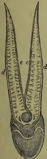 Diagram of the circulation of the blood through the gills. It shows a central vessel with arrows indicating the direction of blood flow. Labels 'd' point to the main artery and its branches, while 'e' points to the vein and its branches.