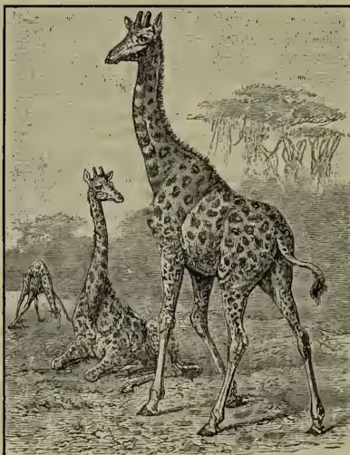 A black and white illustration of two giraffes in a savanna landscape. One giraffe is standing prominently in the foreground, facing left, with its long neck extended. Another giraffe is visible in the background to the left, also facing left. The landscape includes sparse trees and bushes under a clear sky.