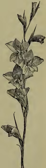 A detailed botanical illustration of a Gladiolus plant, showing a central stem with several sword-shaped leaves at the base and a tall, upright spike of flowers. The flowers are shown in various stages of development, from buds to fully opened flowers.