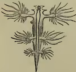A detailed botanical illustration of a Glaucus atlanticus, a nudibranch. It shows a central stalk with several pairs of lateral outgrowths, each ending in a cluster of fine, hair-like processes. The stalk itself is long and slender, with a mouth at the top and a pair of horns at the bottom.