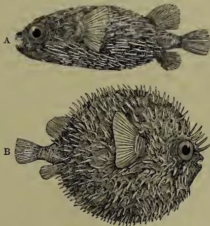 Two illustrations of a globe-fish (Diodon muculatus). Illustration A shows the fish in its natural, flattened state. Illustration B shows the same fish inflated, appearing spherical and covered in sharp spines.