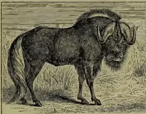A detailed black and white illustration of a Gnu (Catoblepas Gnu), a large antelope with a shaggy coat and large, curved horns, standing in a grassy field.