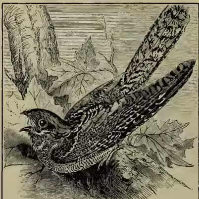 A detailed black and white illustration of a Night-jar (Caprimulgus europæus) in flight. The bird is shown from a side profile, facing left, with its wings partially extended. It has a long, pointed beak and a distinctive comb-like middle claw on its wing. The plumage is dark and mottled with lighter patches. The bird is perched on a branch with several large, serrated leaves, possibly ferns or maple leaves, which are also depicted in the background.