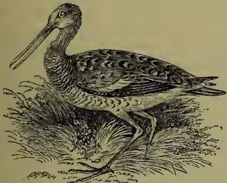 A detailed black and white illustration of a Bar-tailed Godwit (Limosa lapponica) standing on a patch of grass. The bird has a long, straight bill, a dark head and neck, and a long, thin, bare leg. Its plumage is intricately patterned with dark and light feathers, particularly on the wings and back. The bird is shown in profile, facing left.