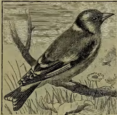 A detailed black and white illustration of a Goldfinch (Carduelis elegans) perched on a branch. The bird has a dark cap, a white throat, and a prominent yellow patch on its breast. Its tail is long and dark with a yellow tip. The background shows some foliage and a small flower.