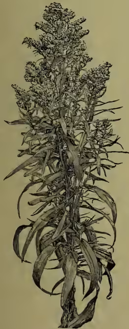 A detailed black and white illustration of a Common Golden-rod (Solidago) plant. It has a tall, upright stem with numerous small, tubular flowers at the top and along the stem. The leaves are lanceolate and alternate.