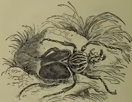 Illustration of a Goliath Beetle, showing its large, dark, segmented body and prominent horns on its head.