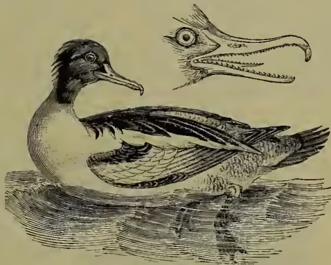 An illustration of a Goosander (Mergus merganser) in profile, swimming on water. Above it is a detailed anatomical drawing of its head and neck, showing the elongated feathers of the crown and back, the greenish-buff plumage of the breast and belly, and the orange-red bill with its serrated edges.