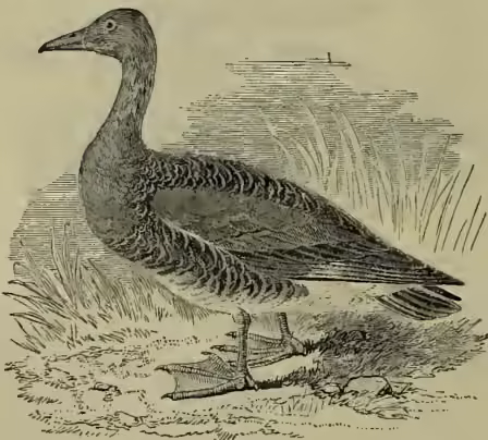 A detailed black and white illustration of a Bean Goose (Anas segetum) standing on a patch of grass and reeds. The goose has a long neck, a pointed bill, and webbed feet. Its plumage is depicted with fine lines and shading to show texture and form. The background is a simple landscape with a distant horizon line.