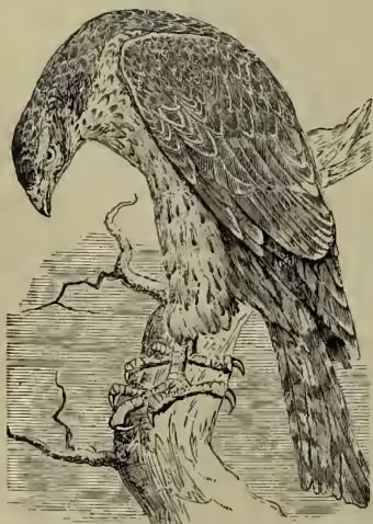 A detailed black and white illustration of a goshawk (Astur palumbarius) perched on a gnarled tree branch. The bird is shown in profile, facing left, with its head slightly turned towards the viewer. Its plumage is intricately detailed with various shades of brown, black, and white, showing the texture of the feathers. The branch it sits on is thick and weathered, with several smaller twigs extending outwards.