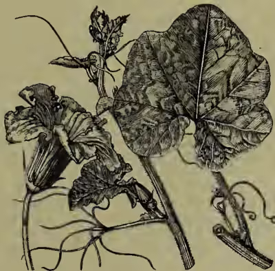 A detailed botanical illustration of a branch of the Great Gourd (Cucurbita maxima). The branch features large, deeply lobed leaves with prominent veins and a rough, textured surface. A single, large, bell-shaped flower is shown in full bloom, with long, slender stamens extending from its center. The illustration is rendered in a fine-line, engraved style.