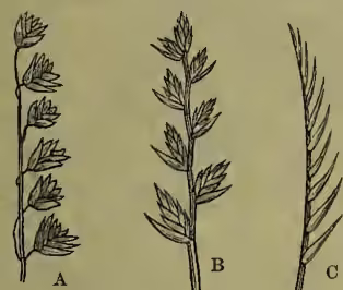 Figure 2: Three botanical diagrams labeled A, B, and C. A shows a raceme of spikelets on a stem. B shows a compound spike with multiple spikelets. C shows a single spikelet with reduced bracts.