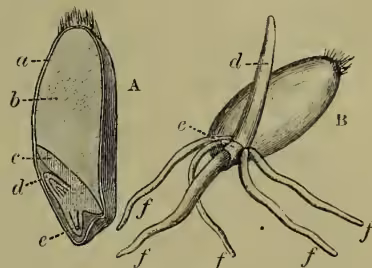 Figure 4: Two diagrams labeled A and B. A shows a vertical section of a grain of wheat with parts labeled a through e. B shows a grain of wheat after germination with parts labeled f through j.
