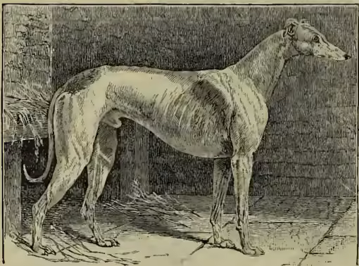 A detailed black and white illustration of a greyhound standing in profile, facing right. The dog has a long, slender body, a long neck, and a long tail. It is standing on a textured ground, possibly sand or dirt, with a simple background.