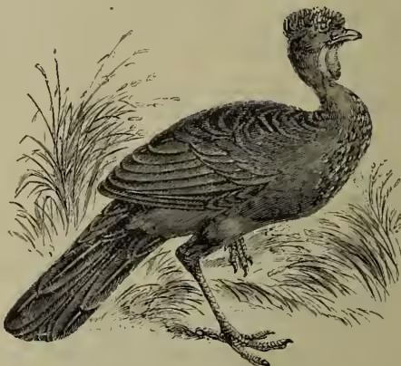A detailed illustration of a Guan (Penelope cristata), a large game-bird. The bird is shown in profile, facing right, with its head turned slightly towards the viewer. It has a long, slender neck, a small crest, and a long tail. Its plumage is dark with lighter, barred patches on its wings and back. It stands on long, powerful legs with large, webbed feet, amidst some grass.