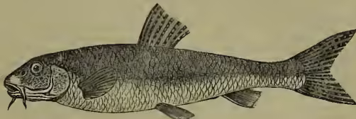 A detailed black and white illustration of a Common Gudgeon (Gobio fluviatilis). The fish is shown in profile, facing left. It has a slender body with a slightly rounded snout and a small mouth. The dorsal fin is short and positioned towards the middle of the back. The pectoral, pelvic, and anal fins are visible. The caudal fin is deeply forked. The scales are depicted with fine lines, and the overall coloration is a mottled olive-brown on the upper half and a lighter, almost white, on the lower half.