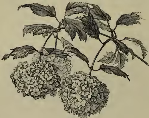 A detailed botanical illustration of a Guelder Rose (Viburnum Opulus) branch. The branch features several large, serrated leaves and two large, rounded, dense clusters of small flowers, known as cymes.