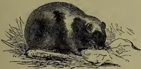 Illustration of a Guinea-pig lying on the ground.